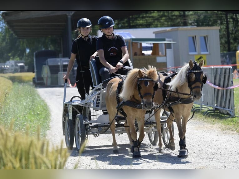 Poney classique Croisé Inconnu 9 Ans 104 cm Alezan in Mäder