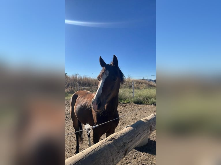 Poney classique Jument 10 Ans 122 cm Bai in Alcorcon