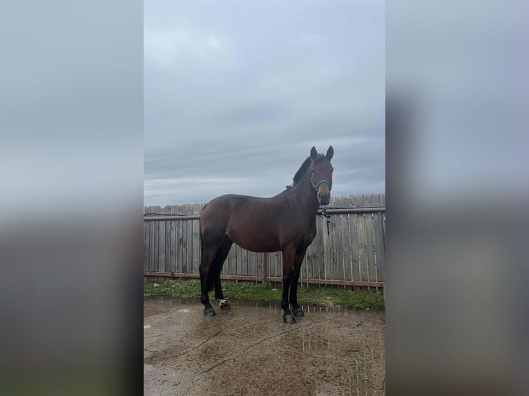 Poney classique Croisé Jument 10 Ans 146 cm Bai in Gheorgheni