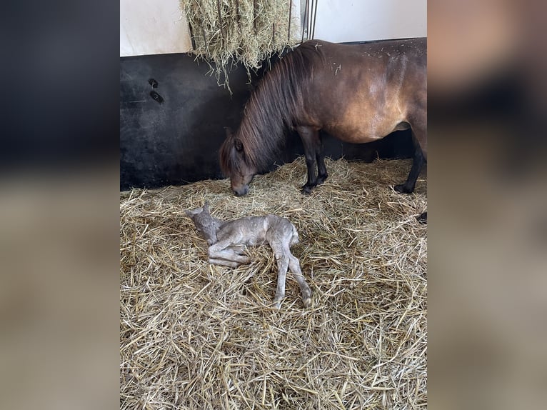 Poney classique Jument 11 Ans 110 cm Bai brun foncé in Steinau