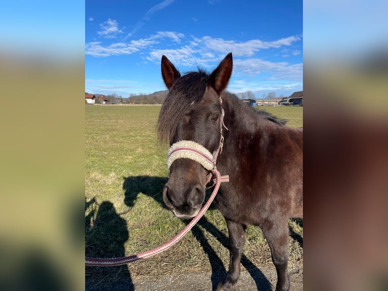 Poney classique Croisé Jument 11 Ans 136 cm Bai brun in Rankweil