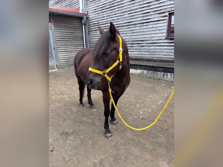 Poney classique Croisé Jument 11 Ans 136 cm Bai brun in Rankweil