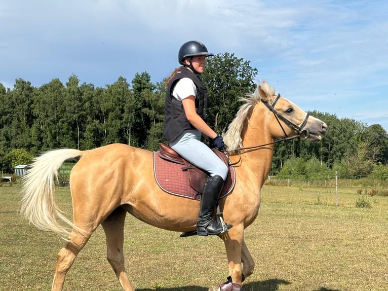 Poney classique Jument 11 Ans 147 cm Palomino in Lasne