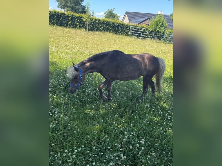 Poney classique Jument 13 Ans 106 cm Isabelle in Daleiden