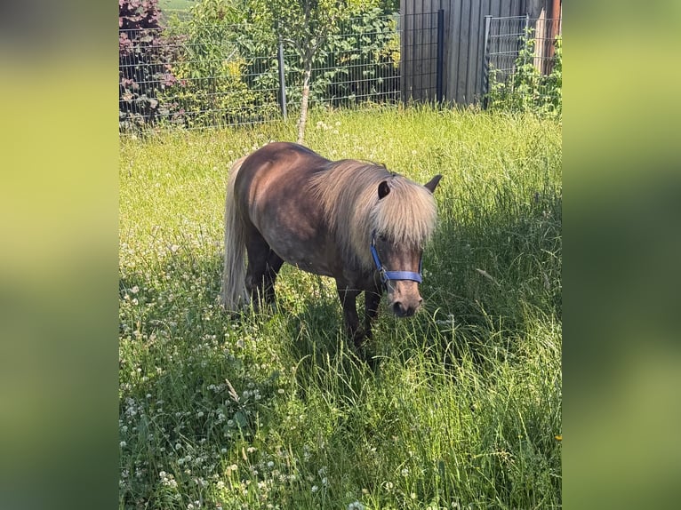 Poney classique Jument 13 Ans 106 cm Isabelle in Daleiden