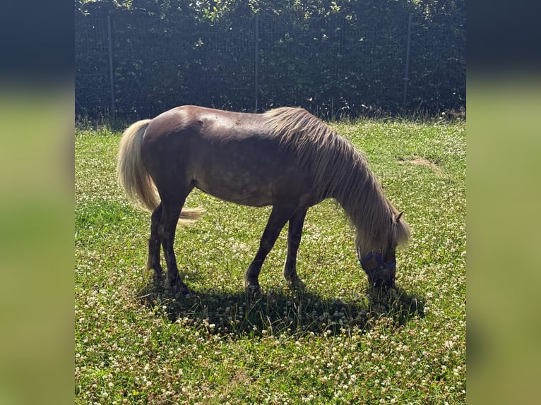 Poney classique Jument 13 Ans 106 cm Isabelle in Daleiden