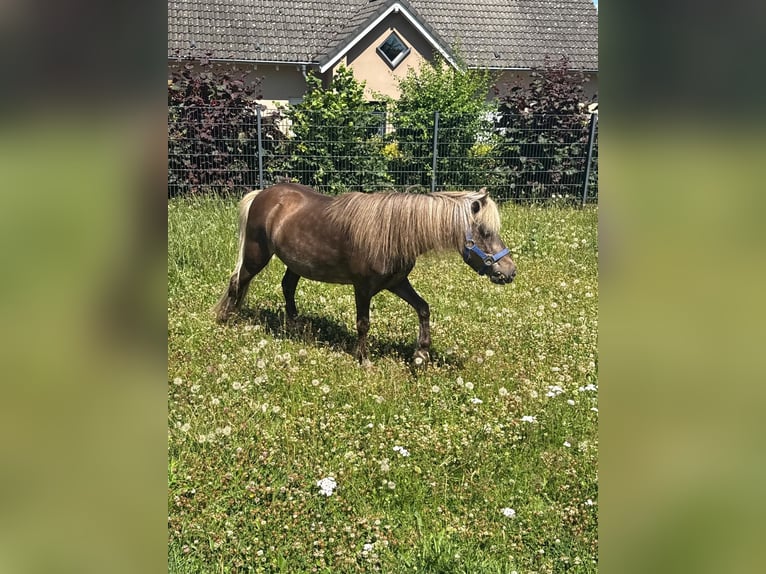 Poney classique Jument 13 Ans 106 cm Isabelle in Daleiden