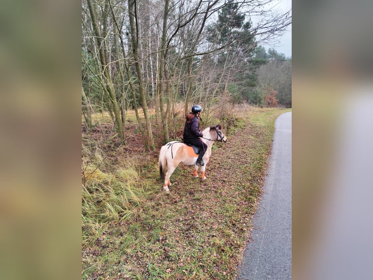Poney classique Croisé Jument 13 Ans 120 cm Pinto in Boxberg/Oberlausitz