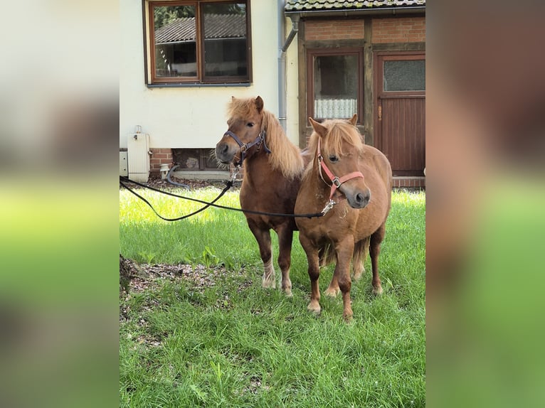 Poney classique Jument 14 Ans 102 cm Alezan in Vienenburg