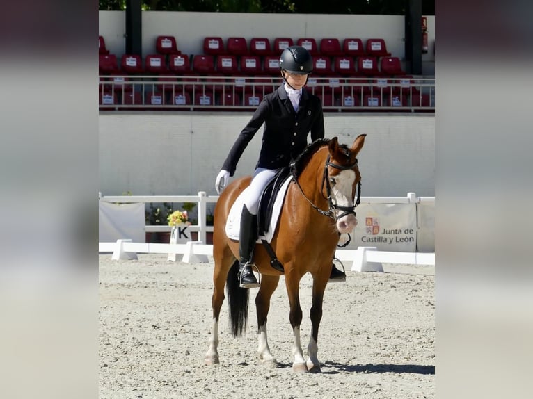 Poney classique Jument 14 Ans 124 cm Bai in Mojados