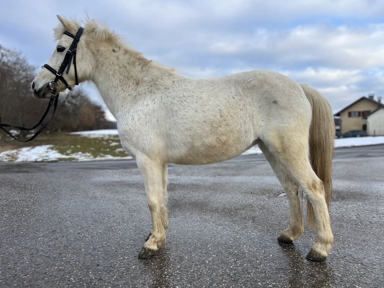 Poney classique Jument 14 Ans 125 cm Gris in Uttendorf