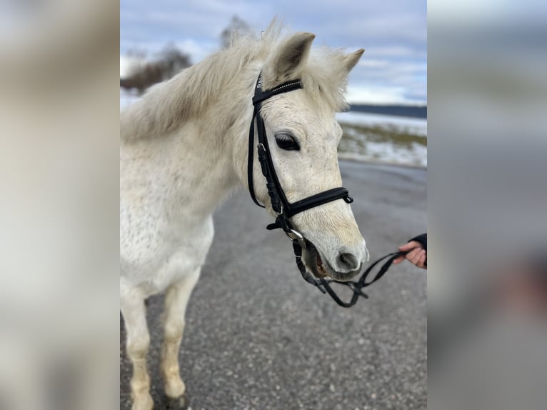 Poney classique Jument 14 Ans 125 cm Gris in Uttendorf