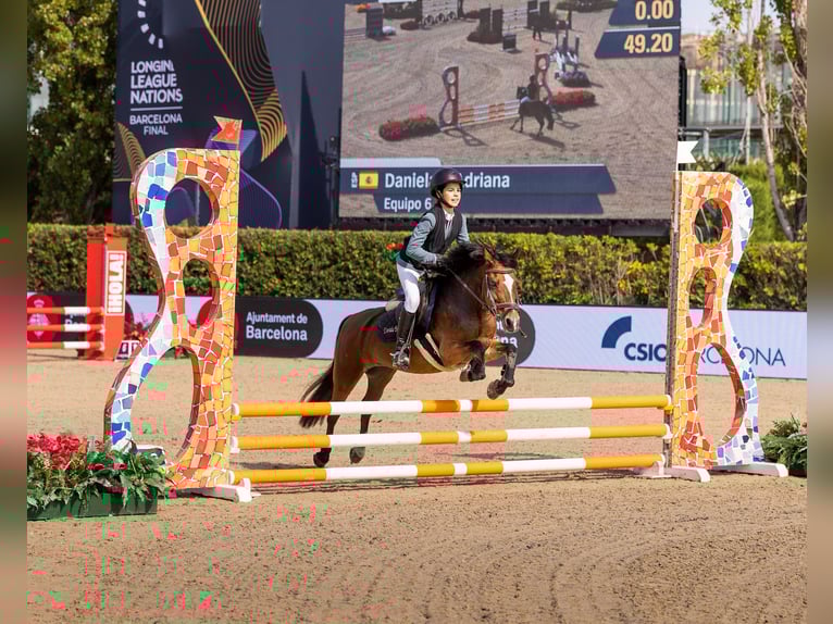 Poney classique Jument 14 Ans 128 cm Bai in Viladecans