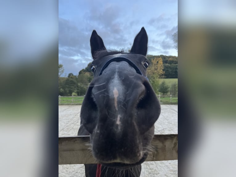 Poney classique Jument 15 Ans 148 cm Noir in Trier