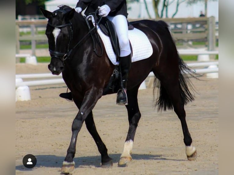 Poney classique Jument 15 Ans 148 cm Noir in Trier