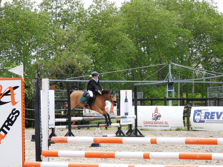 Poney classique Jument 19 Ans 130 cm Isabelle in Elechas