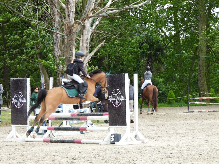 Poney classique Jument 19 Ans 130 cm Isabelle in Elechas