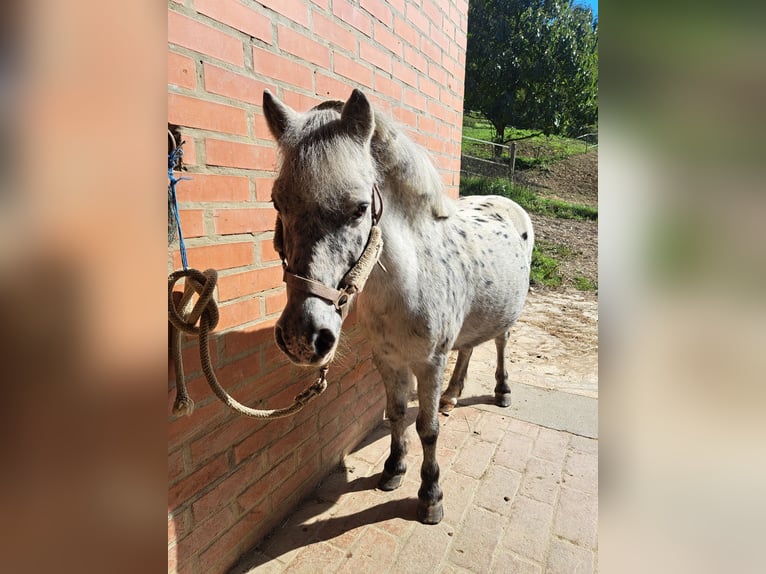 Poney classique Jument 21 Ans 110 cm in Krapinske Toplice