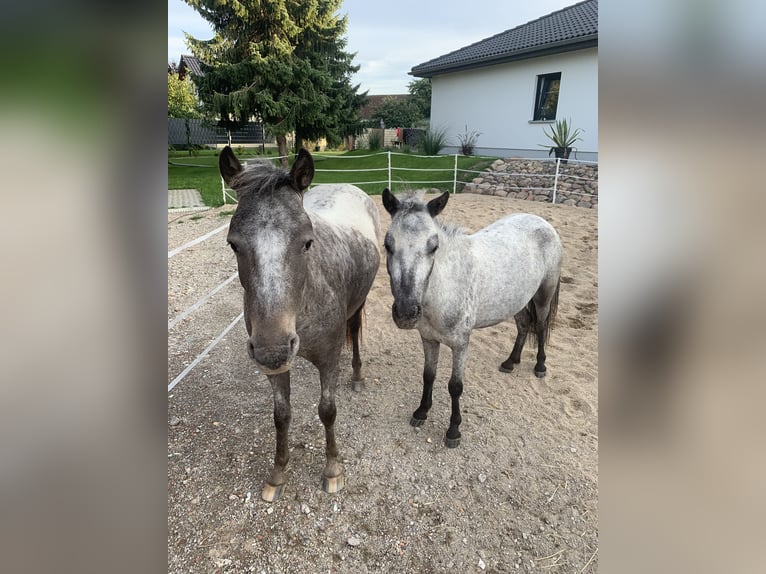 Poney classique Jument 2 Ans 112 cm Léopard in Kabelsketal