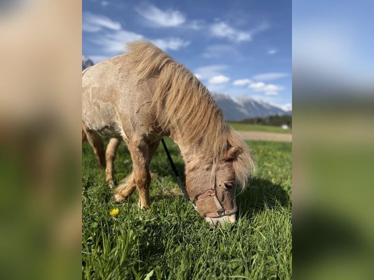 Poney classique Croisé Jument 2 Ans 90 cm Alezan in Götzens