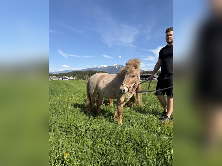 Poney classique Croisé Jument 2 Ans 90 cm Alezan in Götzens