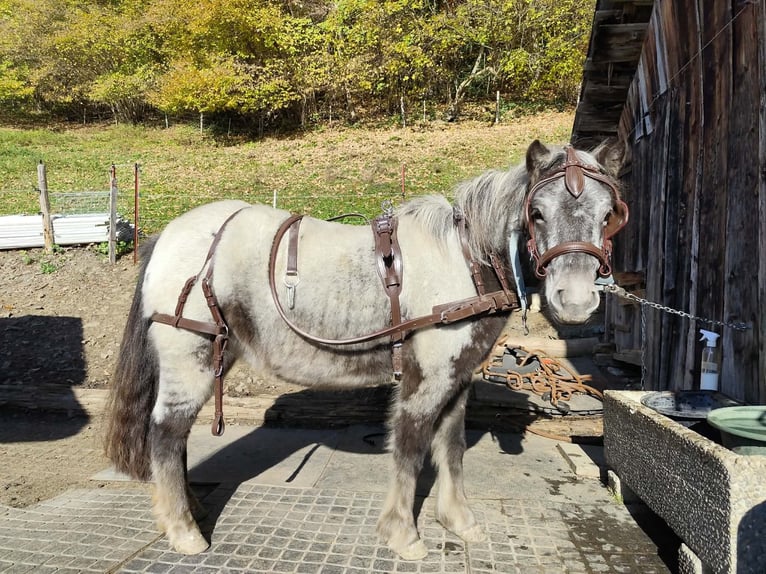 Poney classique Croisé Jument 3 Ans 115 cm Léopard in Fraxern