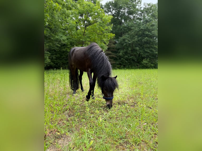 Poney classique Jument 4 Ans 106 cm Bai brun in Herxheim bei Landau/Pfalz
