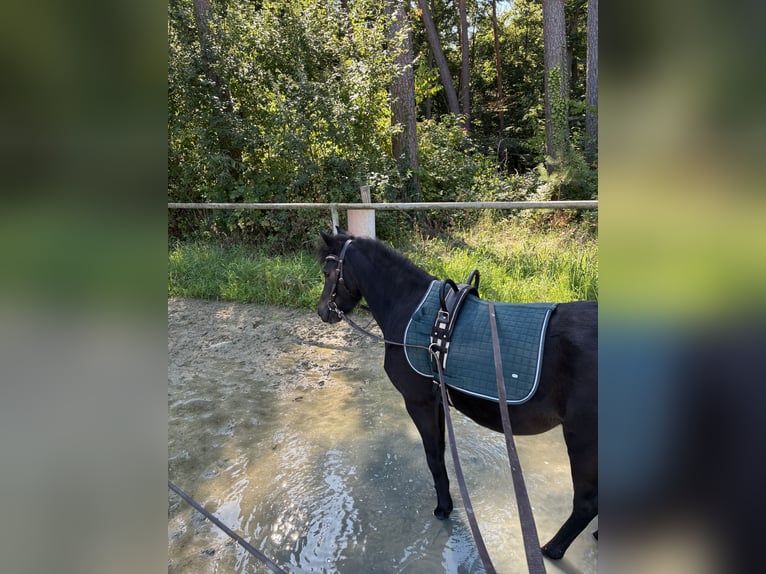 Poney classique Jument 4 Ans 106 cm Bai brun in Herxheim bei Landau/Pfalz