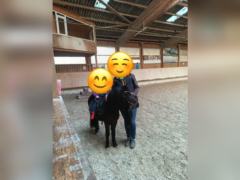 Poney classique Jument 4 Ans 106 cm Bai brun in Herxheim bei Landau/Pfalz