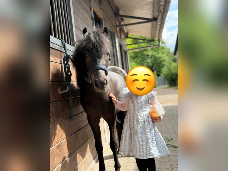 Poney classique Jument 4 Ans 106 cm Bai brun in Herxheim bei Landau/Pfalz