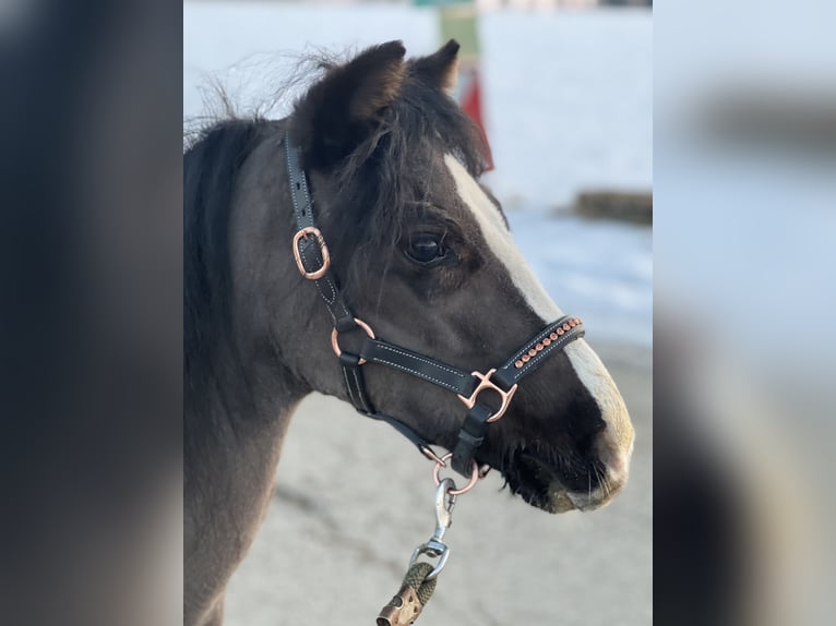 Poney classique Jument 4 Ans 115 cm Noir in Uttendorf
