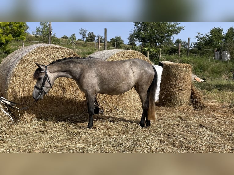 Poney classique Jument 4 Ans 125 cm Gris pommelé in La Bisbal D&#39;Emporda