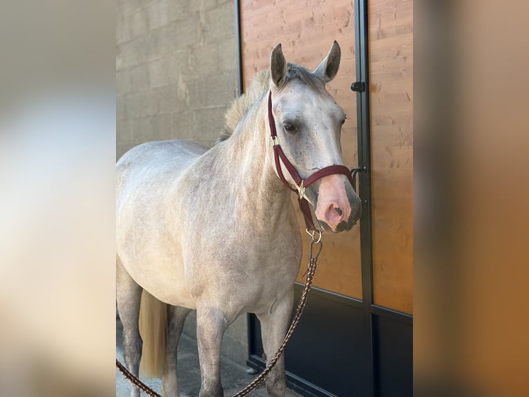 Poney classique Jument 4 Ans 146 cm Gris in Chavannes sur reyssouze