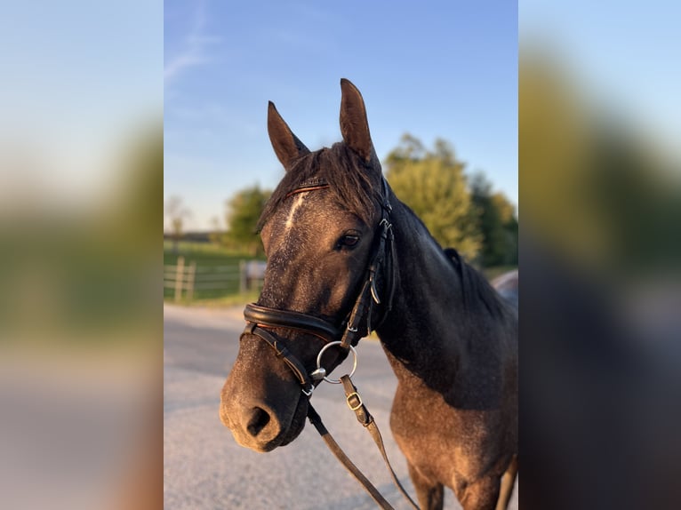 Poney classique Jument 4 Ans 147 cm Gris moucheté in Uttendorf