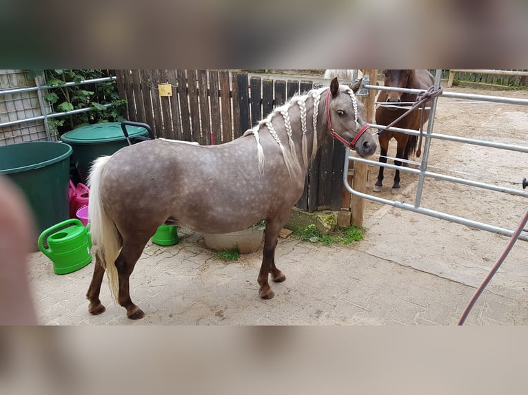 Poney classique Jument 5 Ans 105 cm Alezan in Simmershofen