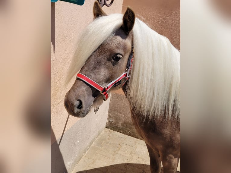 Poney classique Jument 5 Ans 105 cm Alezan in Simmershofen