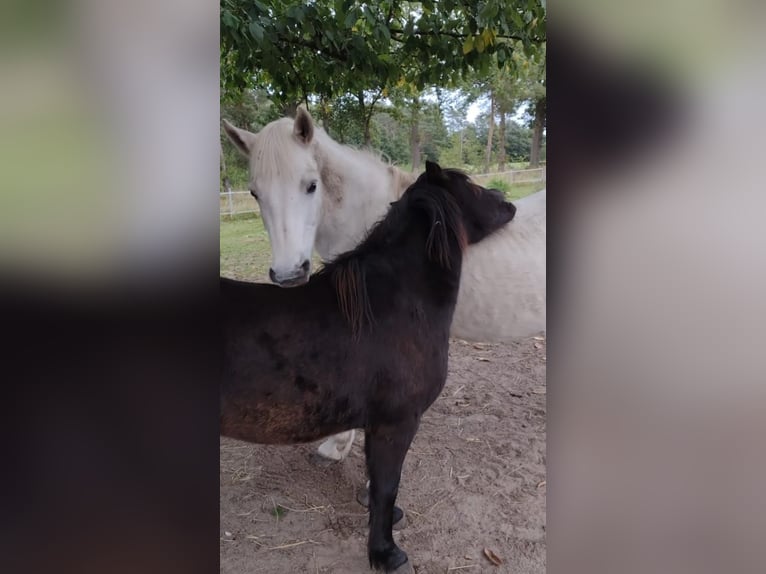 Poney classique Jument 5 Ans 116 cm Noir in Hille