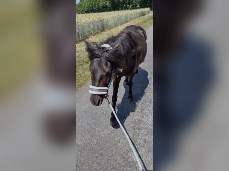 Poney classique Jument 5 Ans 116 cm Noir in Hille