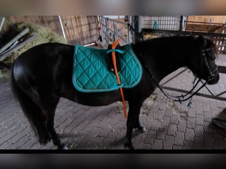 Poney classique Jument 5 Ans 116 cm Noir in Hille
