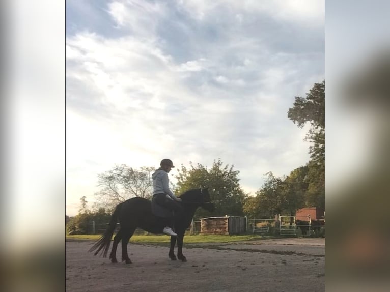 Poney classique Jument 5 Ans 116 cm Noir in Hille