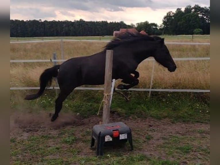 Poney classique Jument 5 Ans 116 cm Noir in Hille