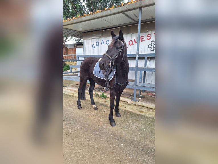 Poney classique Jument 5 Ans 139 cm Noir in Solarino