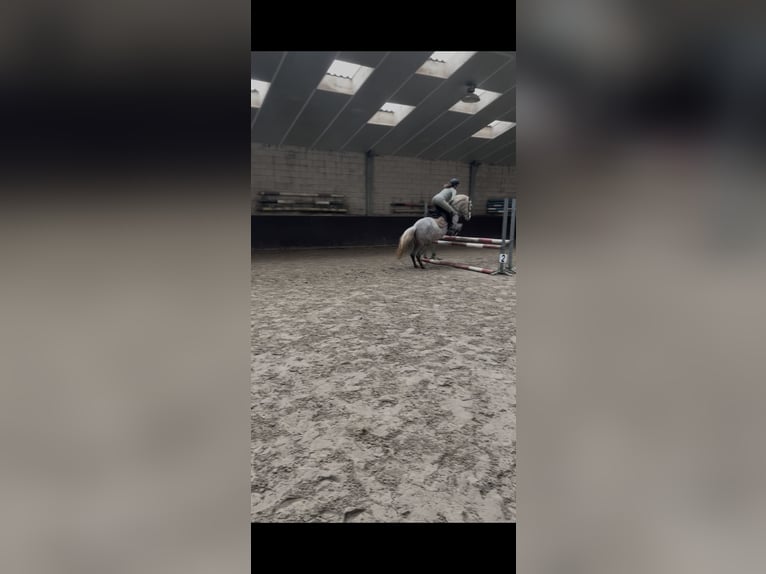 Poney classique Jument 6 Ans Rouan bleu in Nijkerk