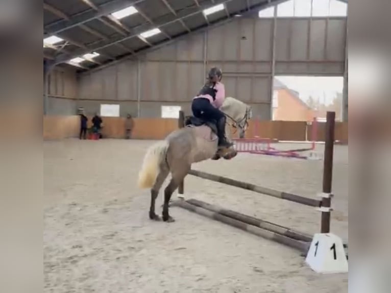 Poney classique Jument 6 Ans Rouan bleu in Nijkerk