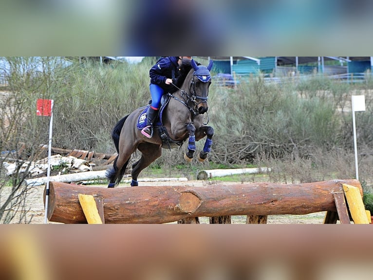 Poney classique Croisé Jument 7 Ans 141 cm Bai brun in Villaviciosa De Odon