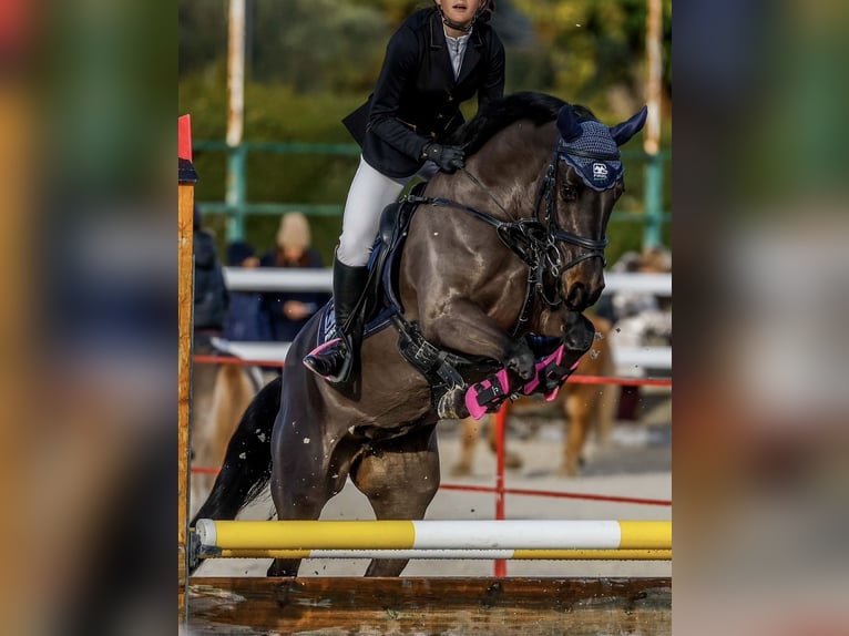 Poney classique Croisé Jument 7 Ans 141 cm Bai brun in Villaviciosa De Odon
