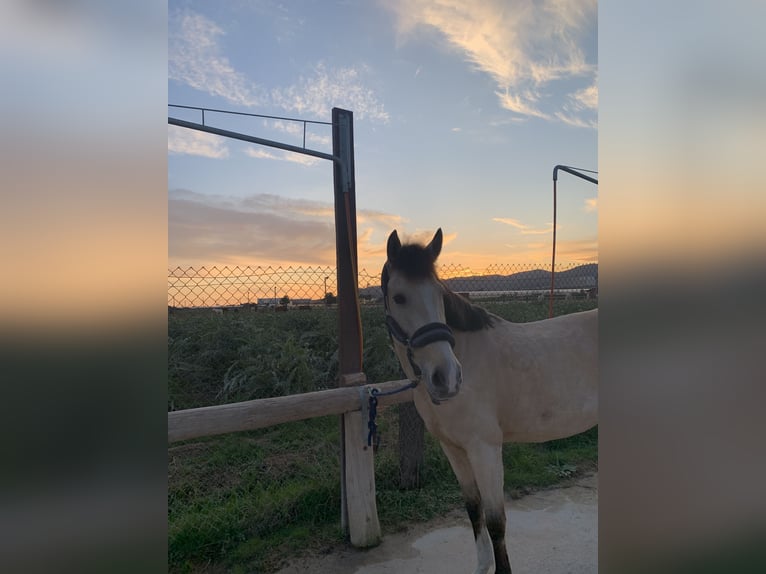 Poney classique Croisé Jument 7 Ans 147 cm Isabelle in Gava