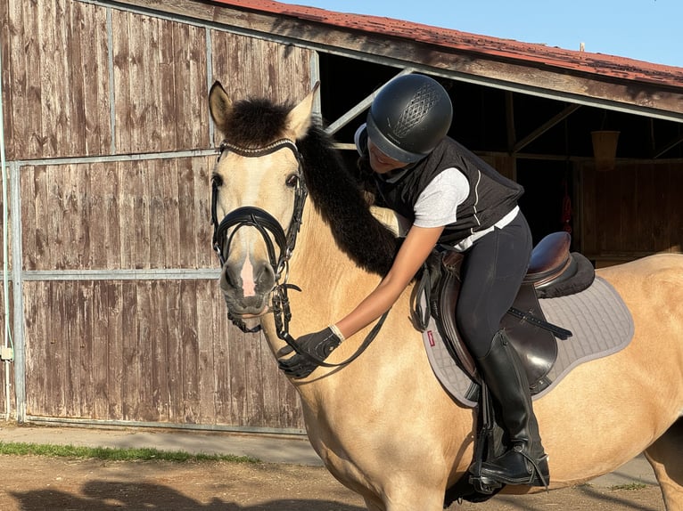 Poney classique Croisé Jument 7 Ans 147 cm Isabelle in Gava