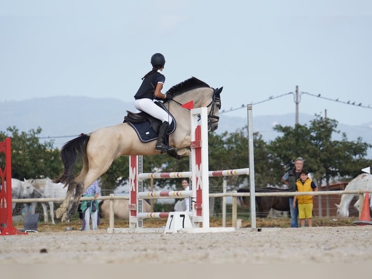 Poney classique Croisé Jument 7 Ans 147 cm Isabelle in Gava