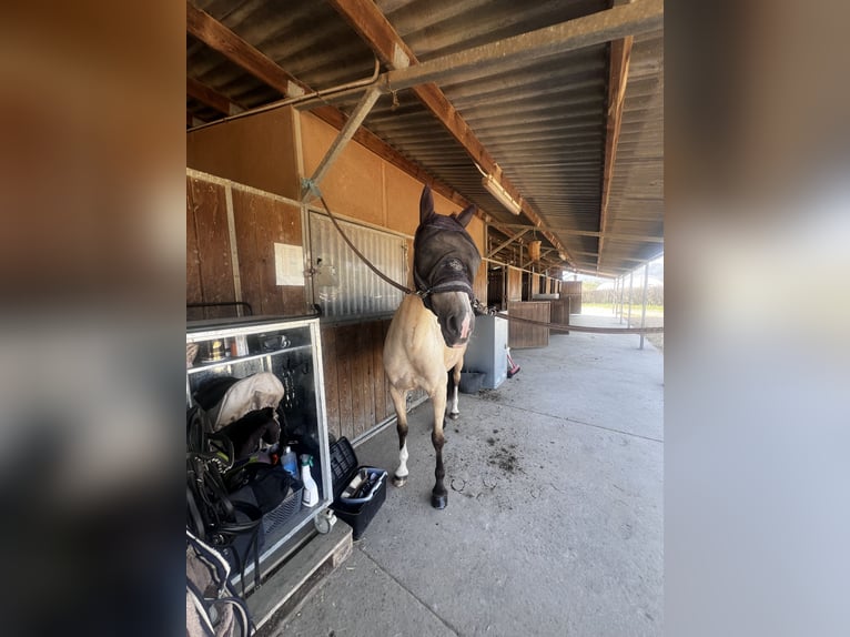 Poney classique Croisé Jument 7 Ans 147 cm Isabelle in Gava